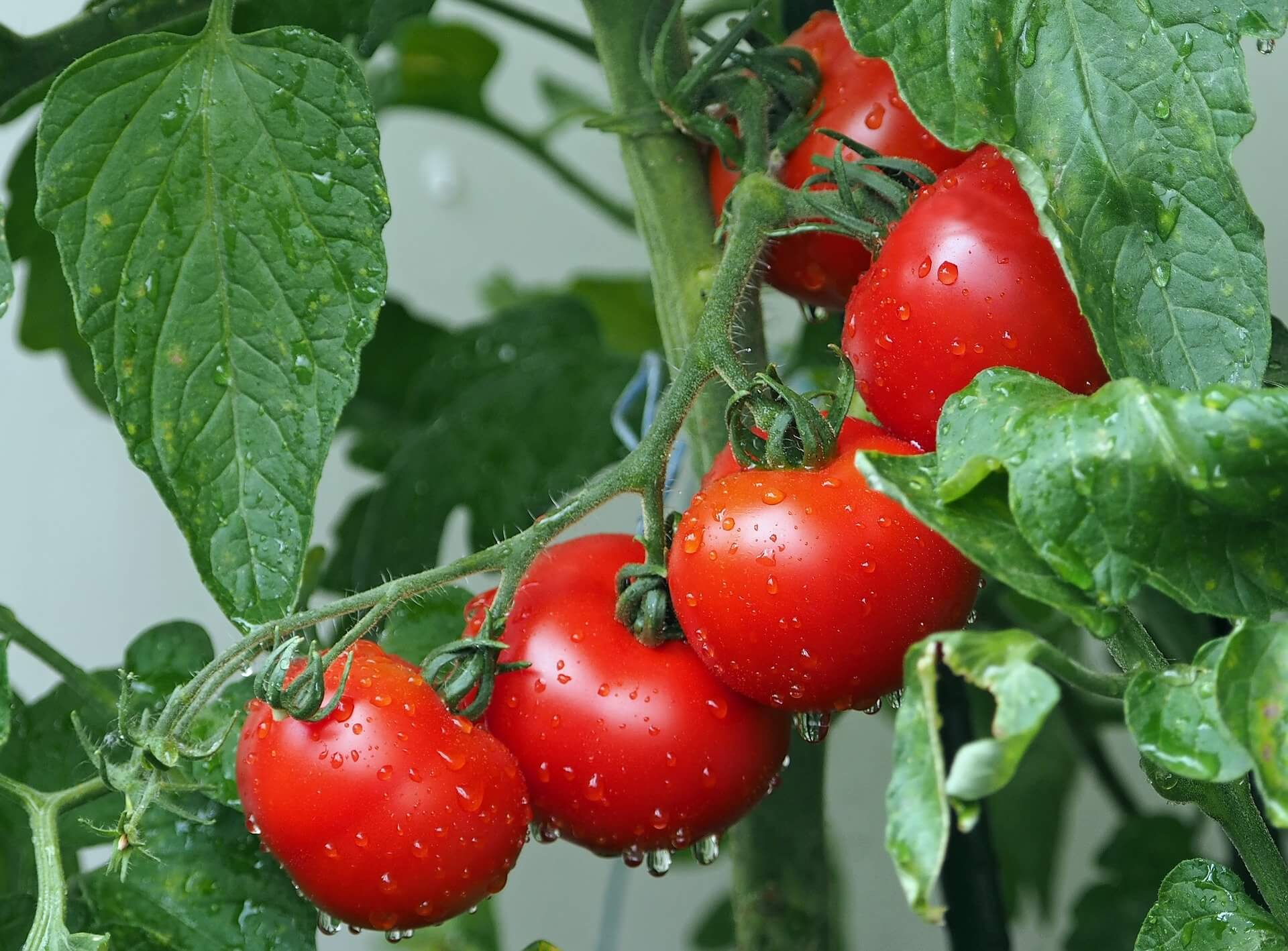 Pomidory mięsiste – najlepsza odmiana pomidora pod uprawę